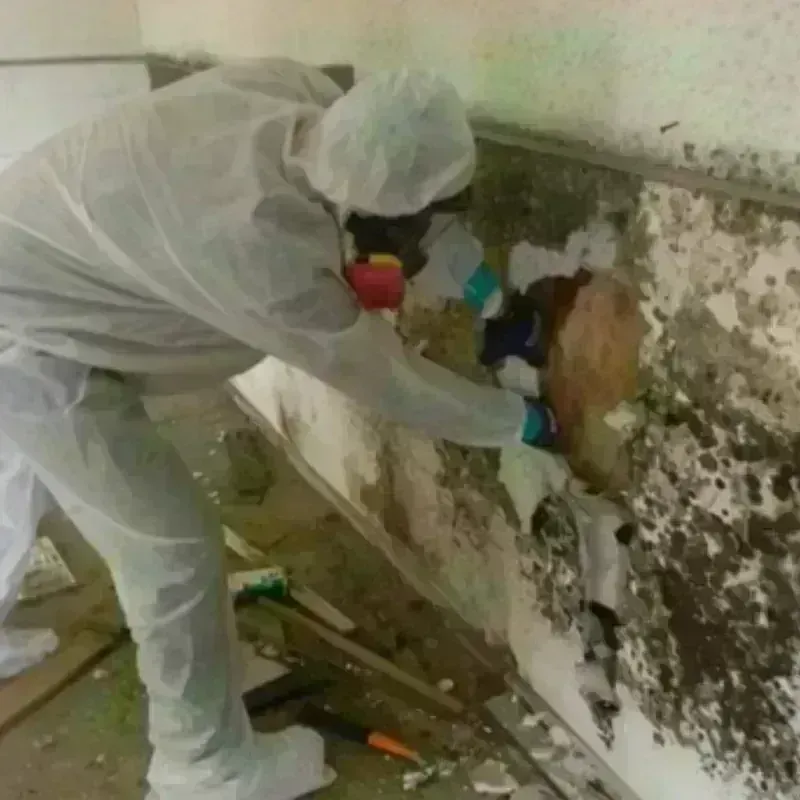 Mold Remediation and Removal in Plymouth, WI